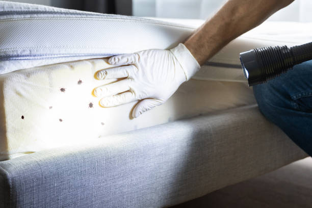 Best Exterminator Services  in Beloit, OH